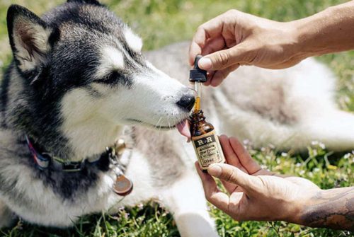 Learn How CBD Calming Chews for Dogs Works