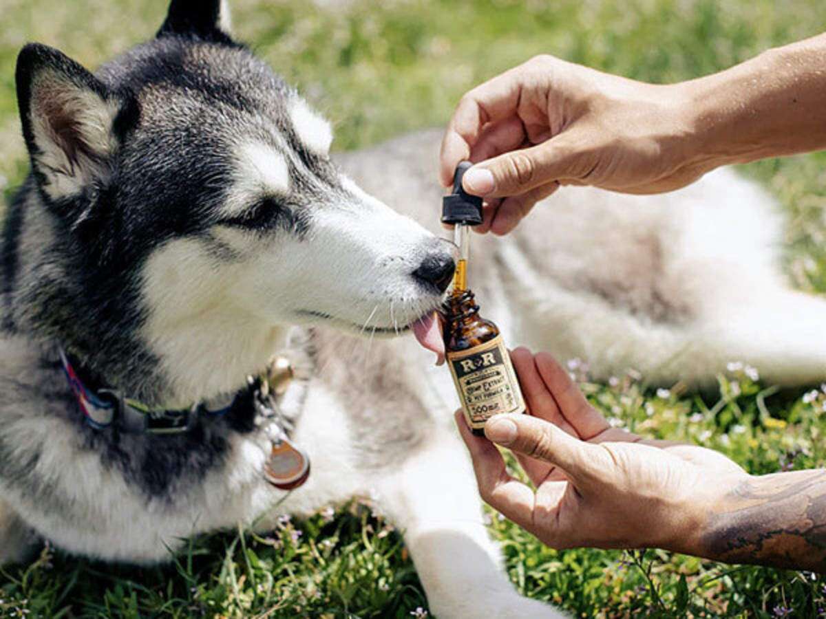 Learn How CBD Calming Chews for Dogs Works